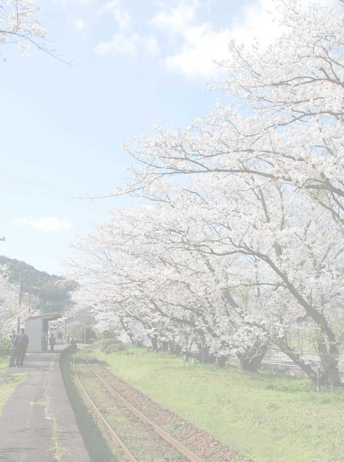 線路沿いの桜｜九州で一番好きな駅にて